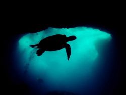 "Out of the Shadows" Shot off the South shores of Oahu fr... by Glenn Poulain 